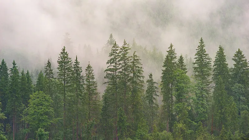 forest-3082836_1920 copy.jpg