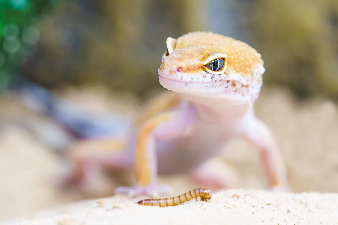 animal-biology-blur-407037.jpg