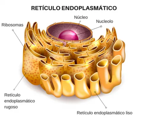 reticulo-endoplasmatico_bg.png