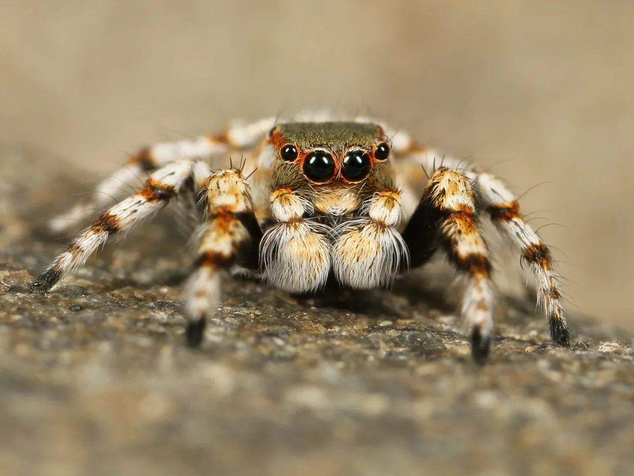 jumping-spider-111075_1280.jpg