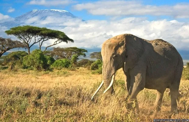 elephant-mount-kilimanjaro.jpg