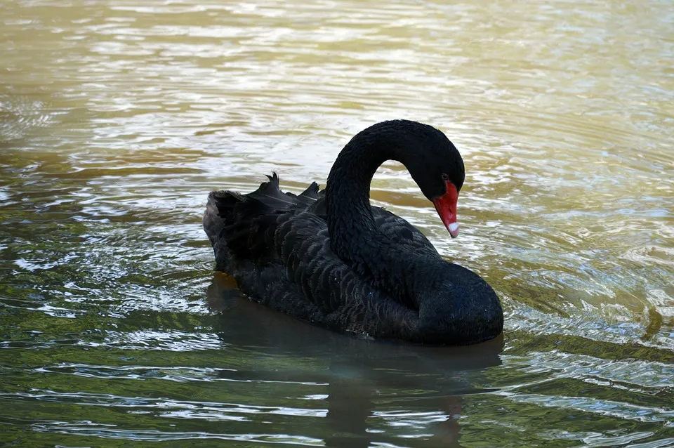 black-swan-4198513_960_720.jpg