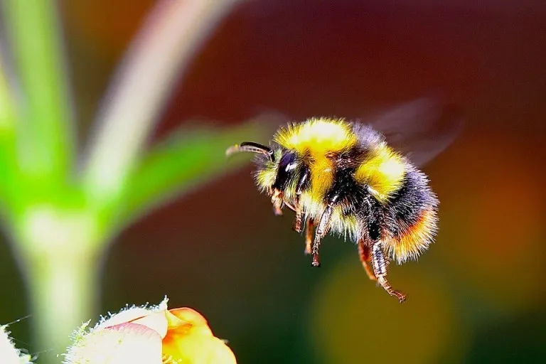 bumble-bee-2361336_960_720.jpg