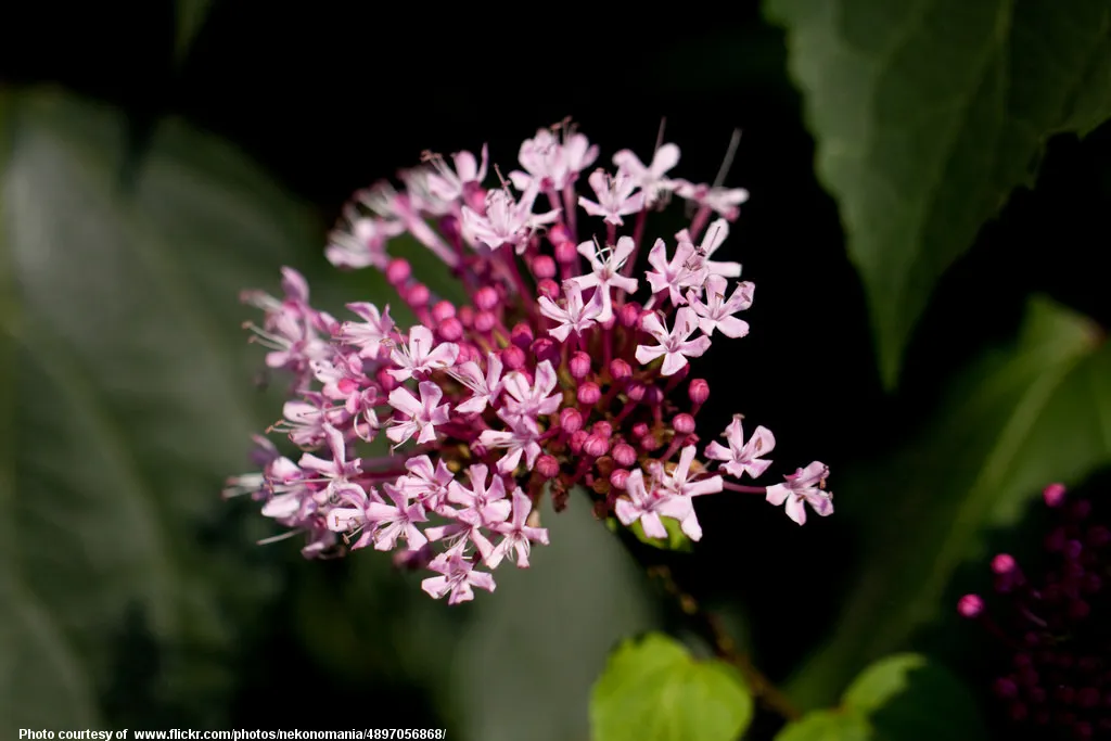 TinyPinkFlowers-001-120218.jpg