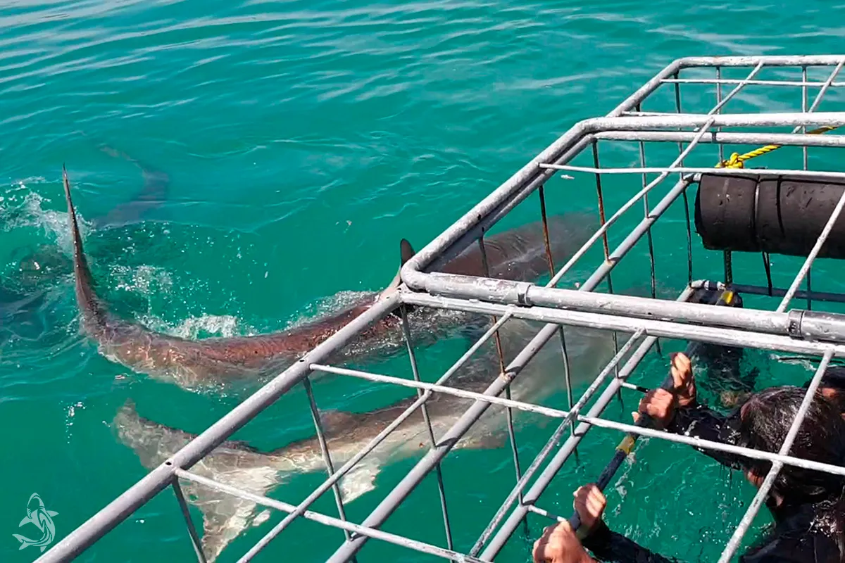 Shark Diving Gansbaai3.jpg