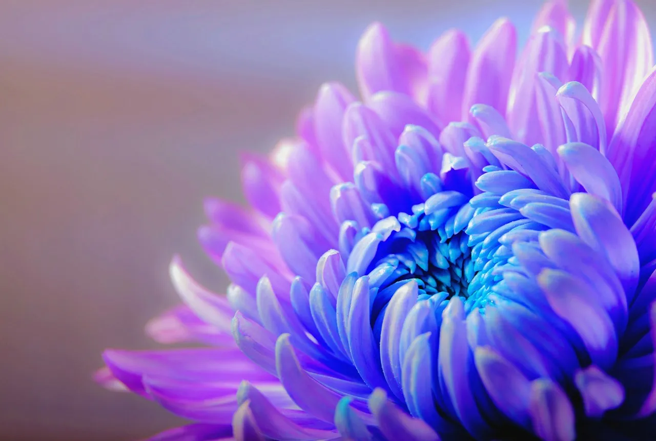 chrysanthemum-1332994_1280.jpg