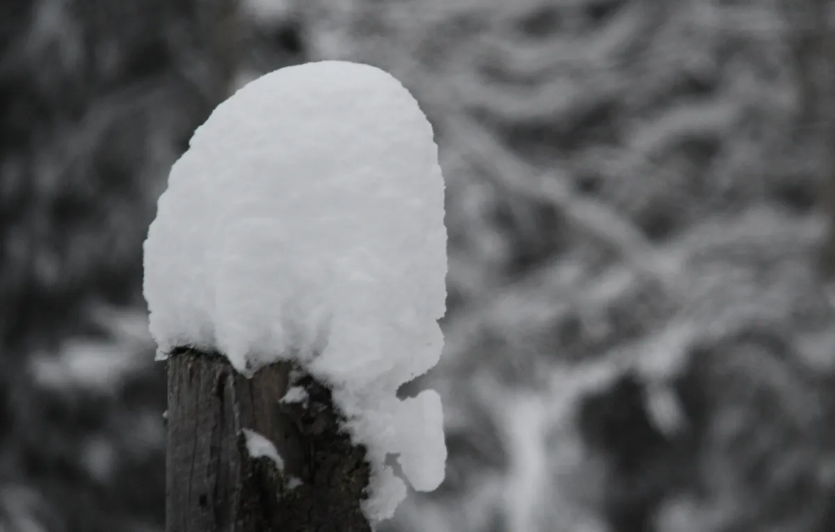 025 bah still winter.jpg
