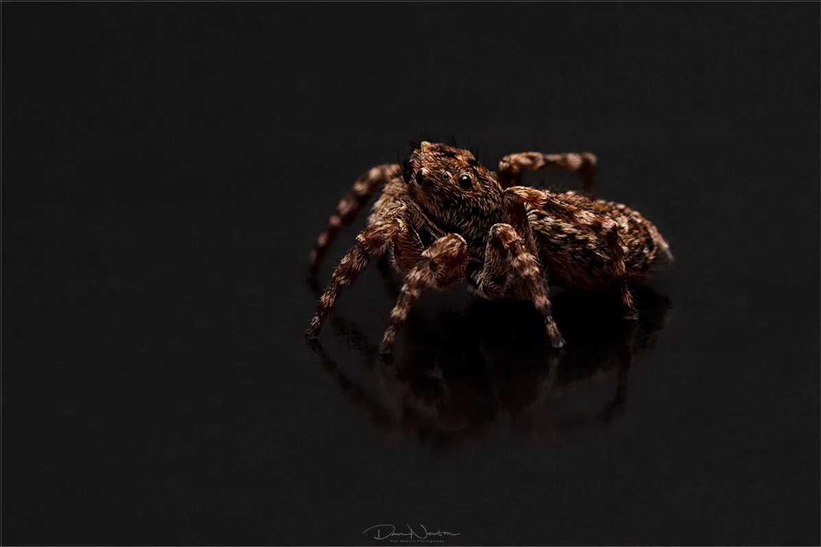 Jumping Spider  attulus pubescens7557PP.jpg