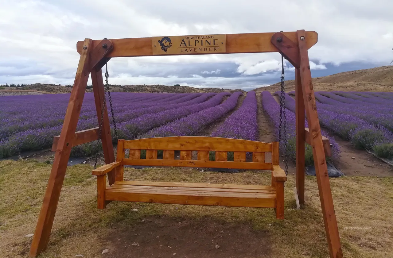 Alpine Lavender New Zealand cropped.jpg