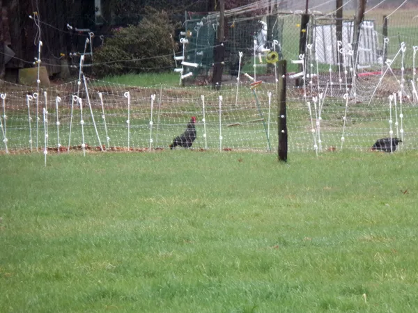 Wet rooster and hen crop April 2020.jpg