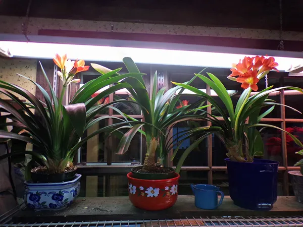 Clivias  2 flowering crop May 2020.jpg