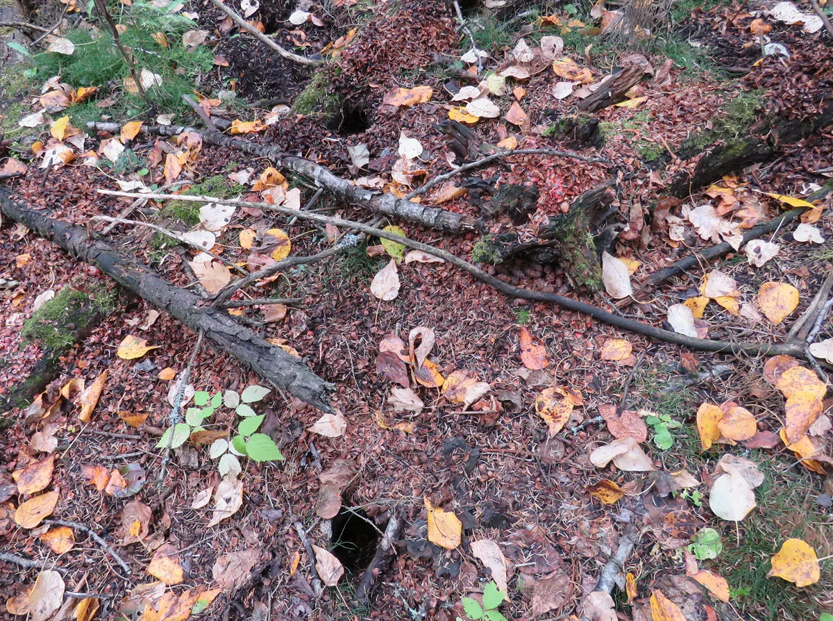 squirrel home in holes under spruce roots.JPG