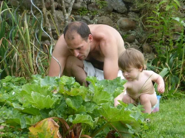 picking strawberries in the garden