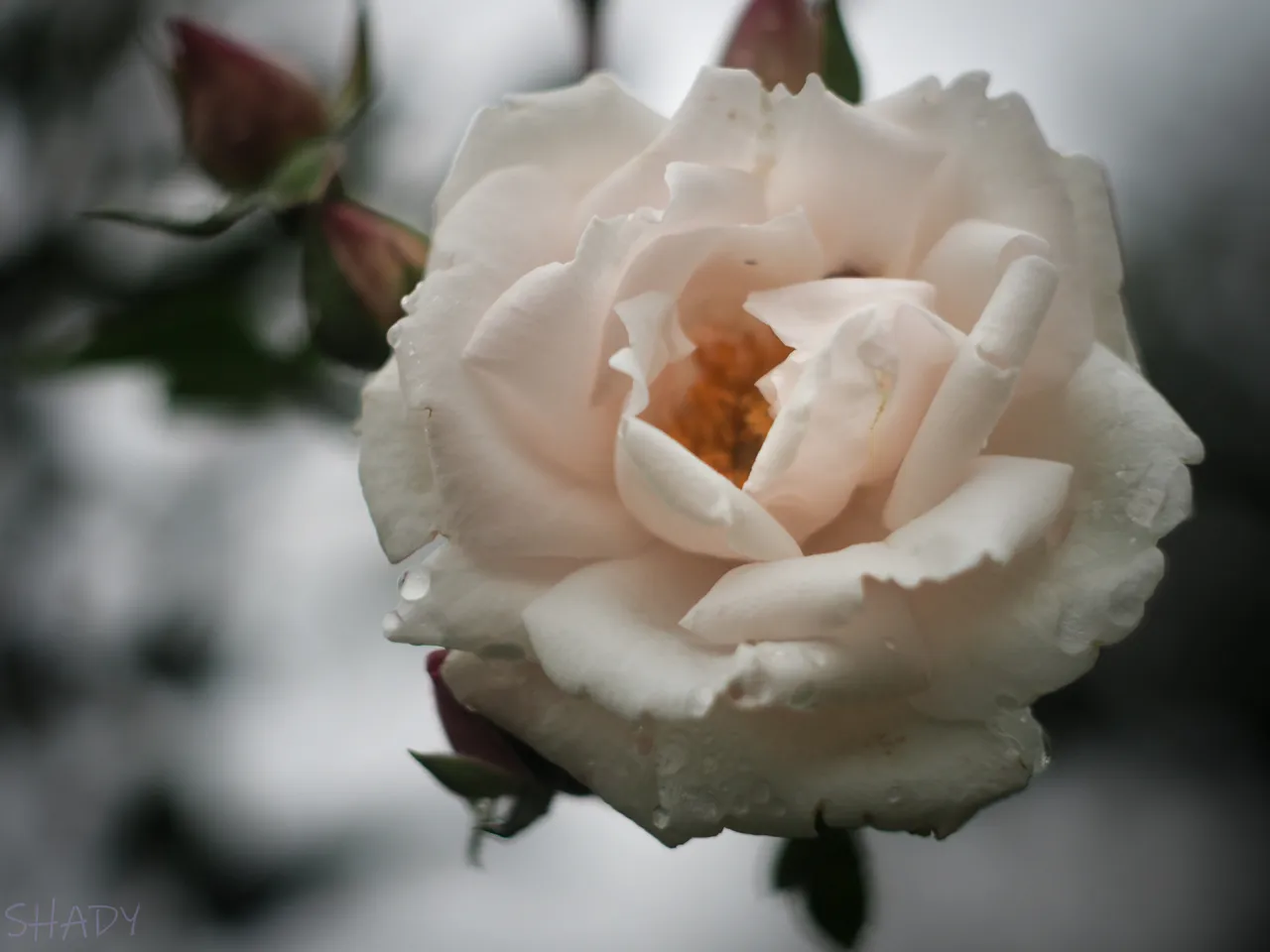 біла троянда 2.jpg