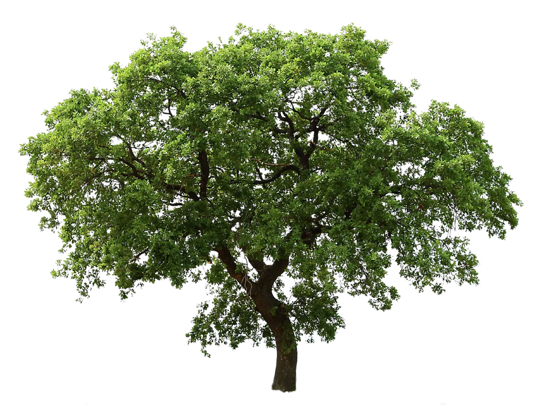 wooden_tree_with_leaf_1100x823.png