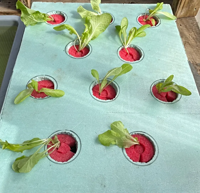 Hydroponics-lettuce- day 1virgo.jpg