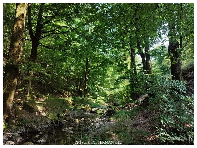 greensummerforest_navarra_spain.jpg