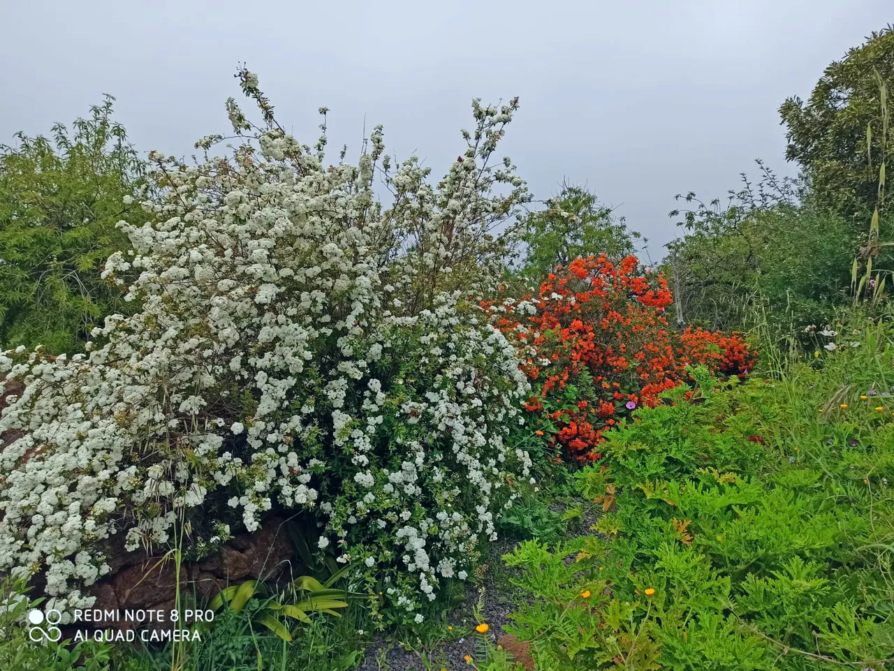 Bouganvilleas white - red.jpg