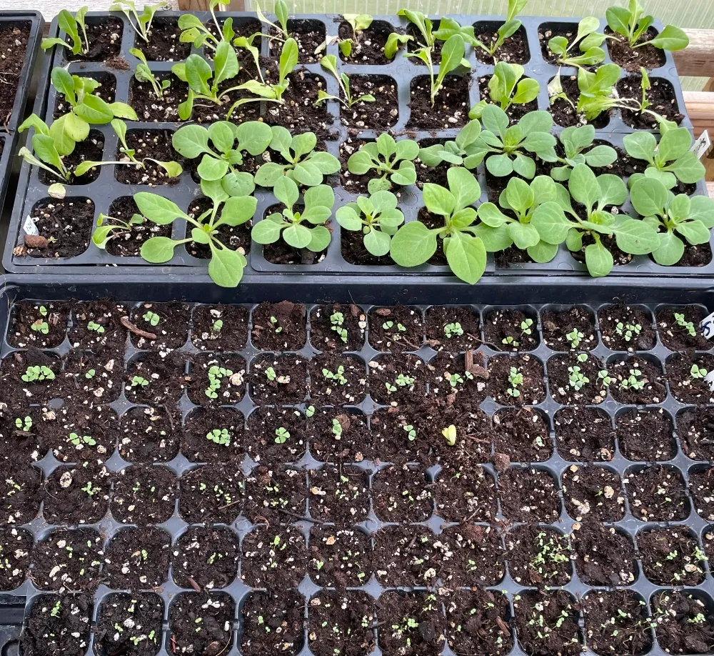 hive-garden-greenhouse-petunias.jpg