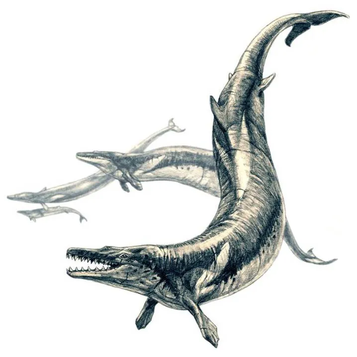 Basilosaurus (zeug) wikipef.jpg