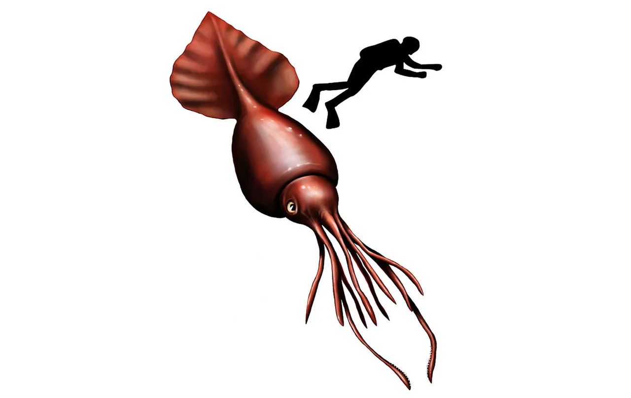 colossal squid oceana org.jpg