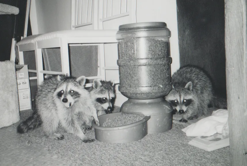 2003 maybe - Raccoons 01.png