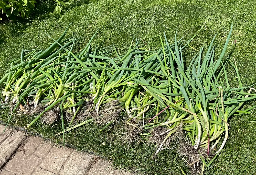 hive-garden-harvest-green-onion.jpg