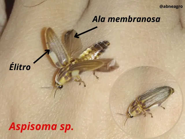 Automeris cf. jucunda (8).png