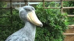 250px--Shoebill-uenozoo2008.ogv.jpg