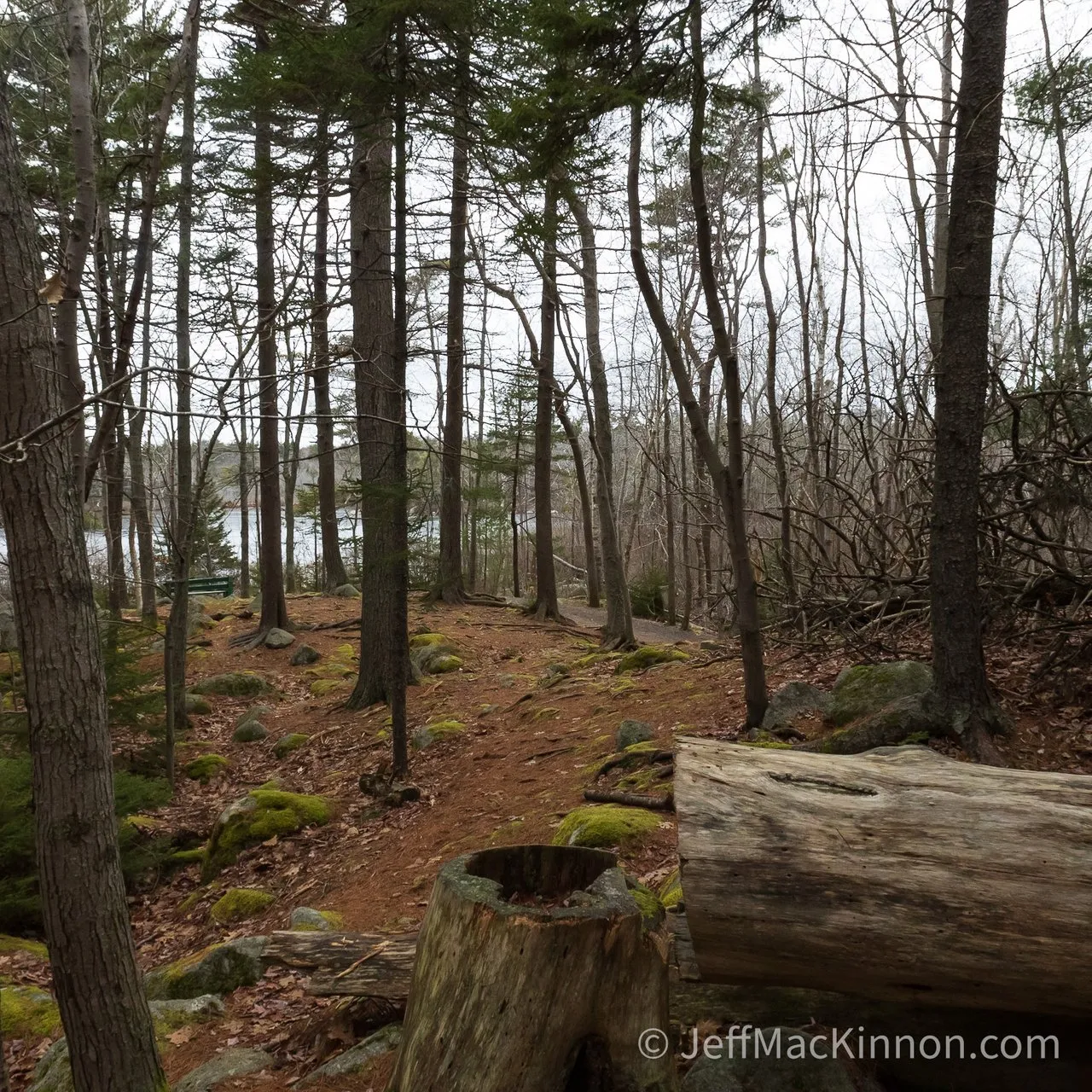 Picture of a felled tree in the foreground and the rest of the forest and path in the background