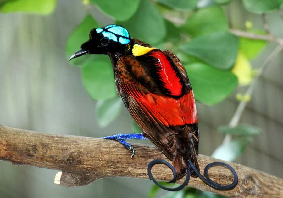 Wilson's_Bird_of_Paradise_Best.jpg