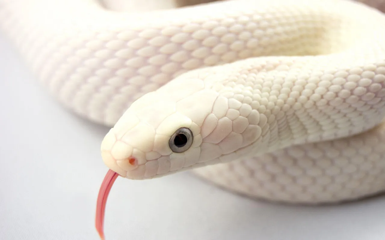 White-Snake-Wallpaper-67185648.jpg