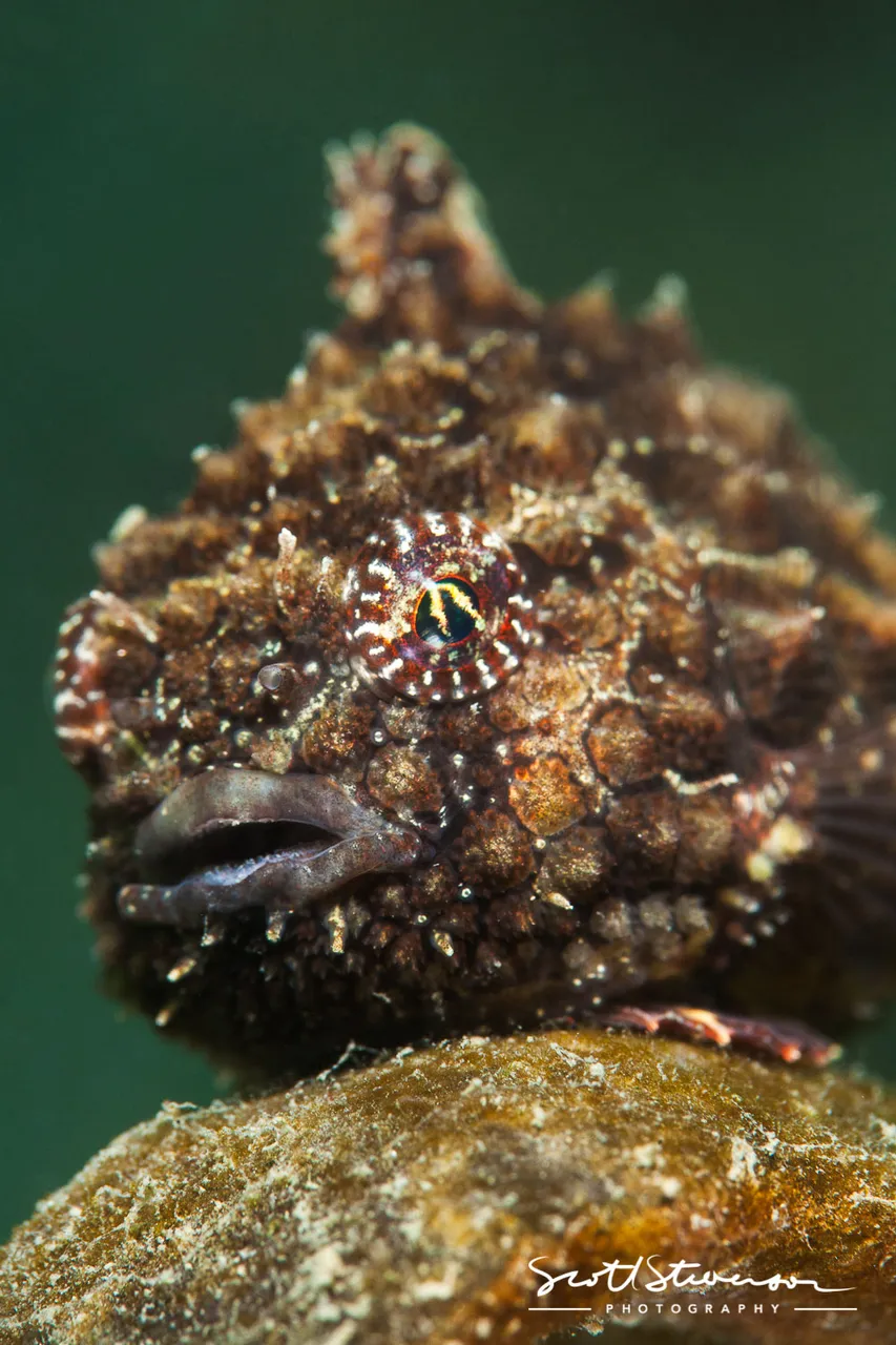 Pacific Spiny Lumpsucker-1.jpg