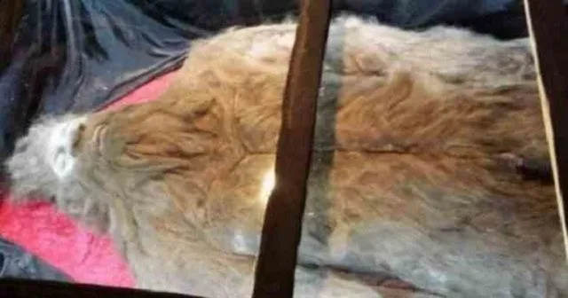 Bigfoot corpse Rick Dyer.jpg