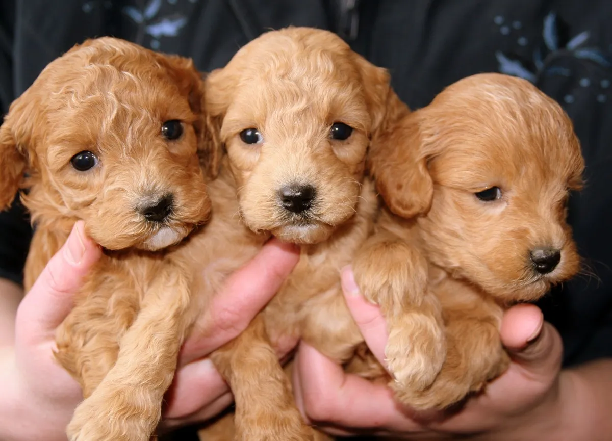 puppies_golden_doggies-1080738.jpg