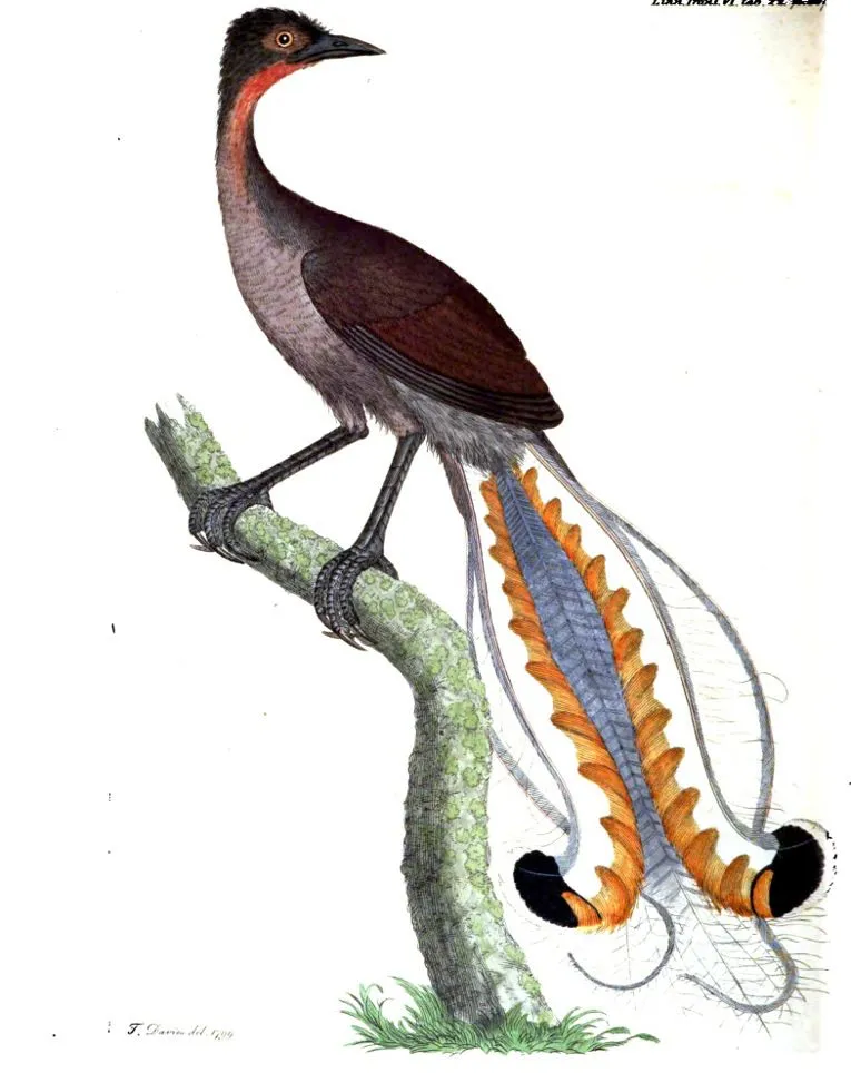 Menura_superba_-_Thomas_Davies.jpg