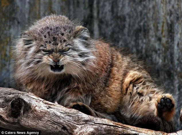 Pallas-Cat-Manul-grumpy-Zurich.jpg