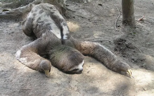 three-toed-sloth-in-the-amazon.jpg