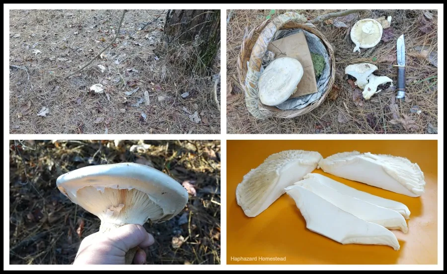 x wild cat mushrooms 1.jpg