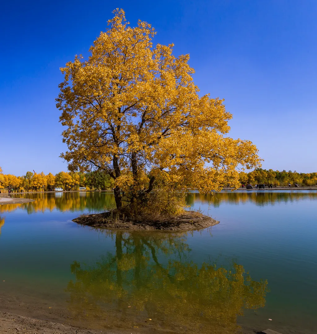 Populus euphratica forest4.jpg