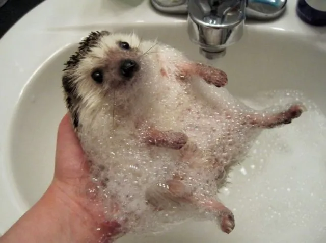 Animal_Photos_Make_You_Smile_8.jpg