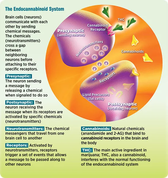 NIDA10-INS2_Endocannabinoid-v1.jpg