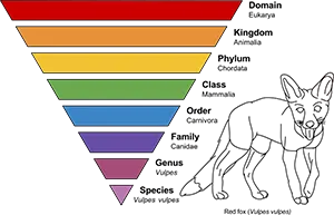 800px-Taxonomic_Rank_Graph.svg.png