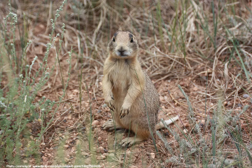 PrairieDogInSparseGrass-032217.jpg