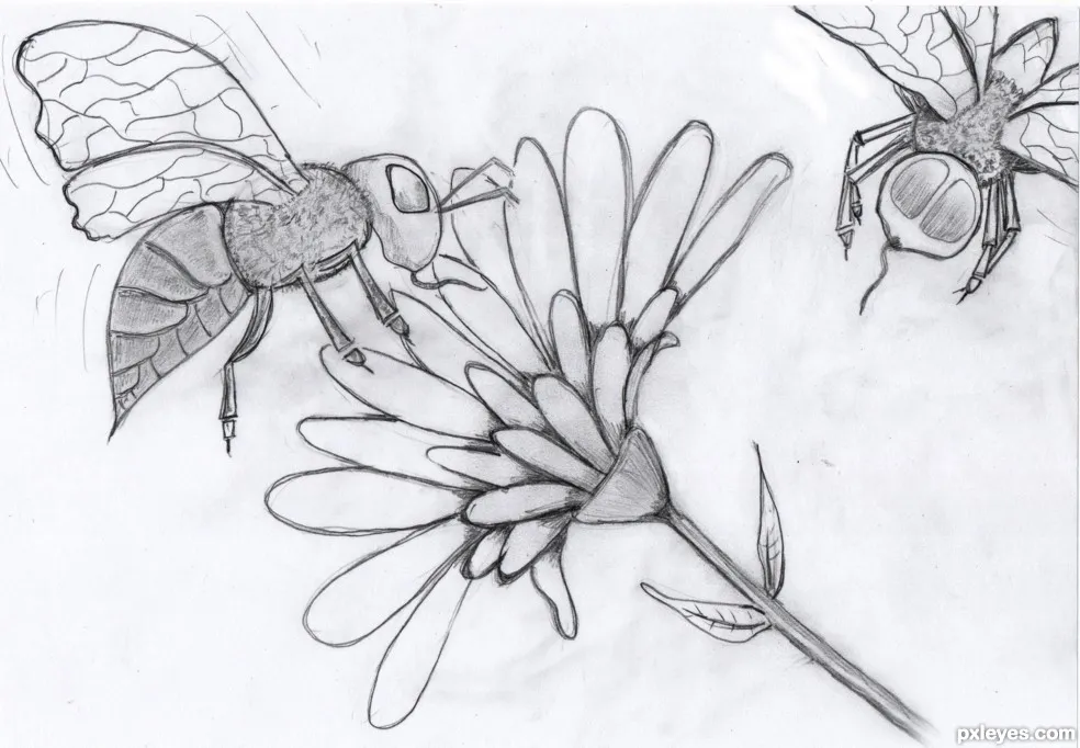 Honey-Bees-512653cc8f1a8_hires.jpg