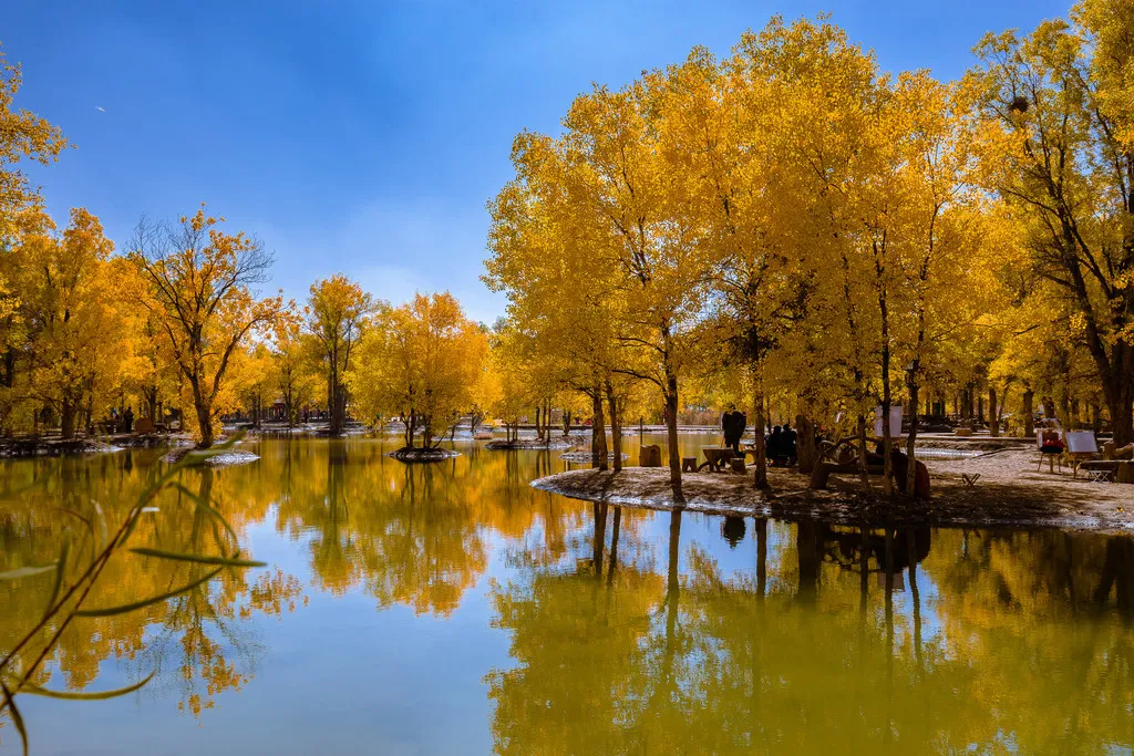 Populus euphratica forest2.jpg