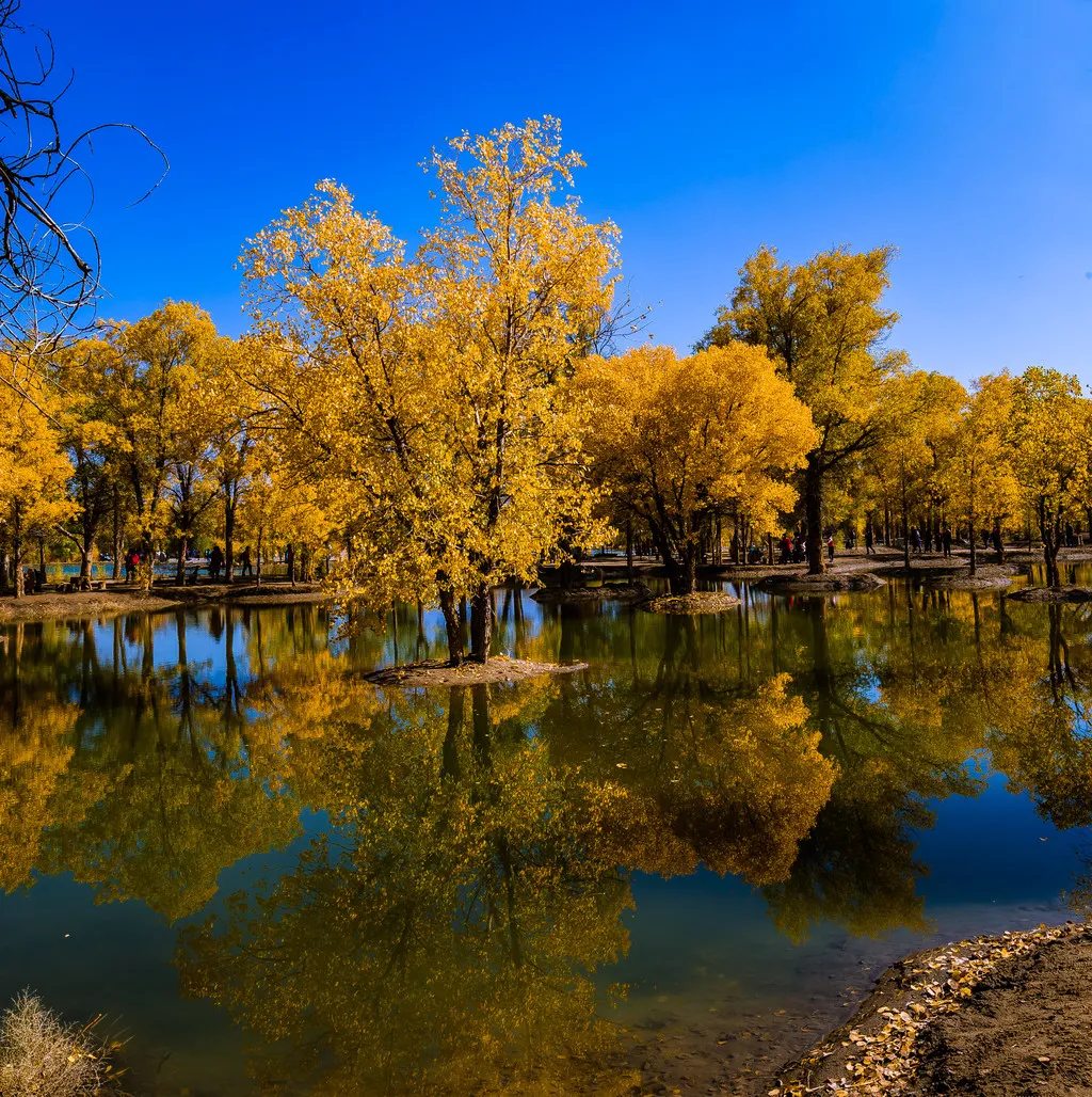 Populus euphratica forest3.jpg