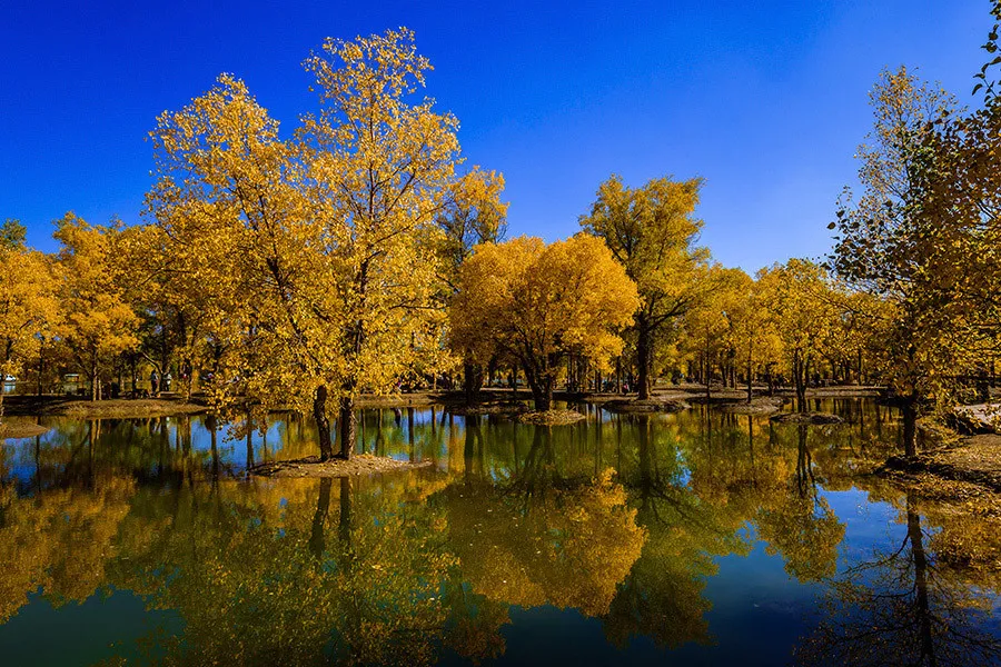 Populus euphratica forest1.jpg