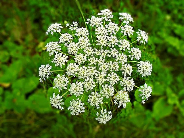 hemlock-crop 2536567_960_720.jpg