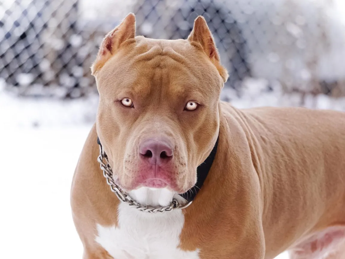 Pitbull-Hund-til-Salg-1152x864.jpg